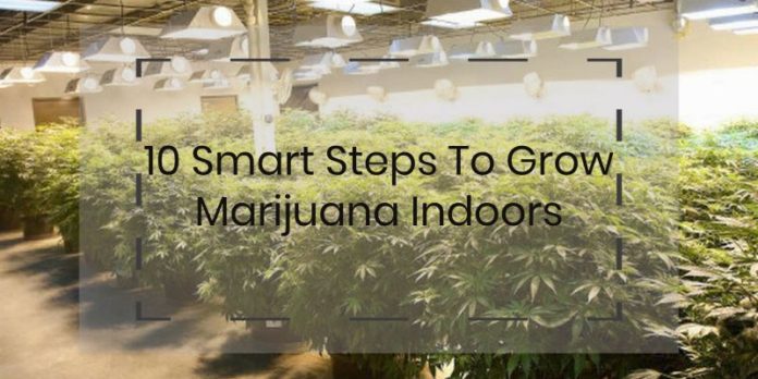 How To grow marijuana indoors with 10 smart steps