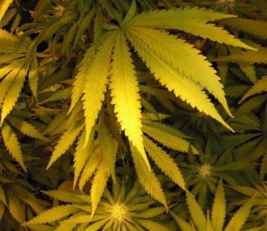 Why Marijuana Plant leaves Turning Yellow